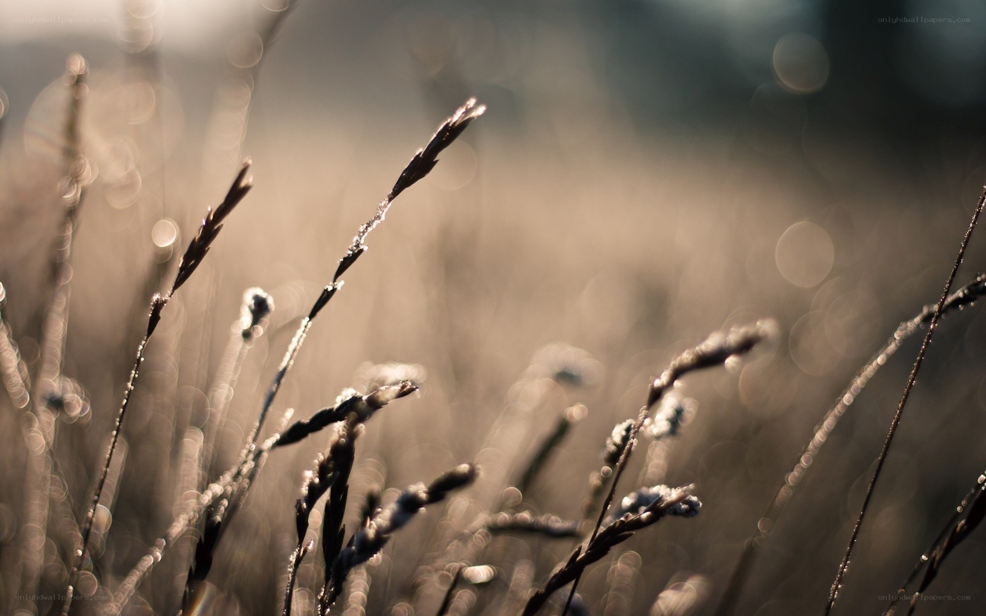Grass stalks in morning light