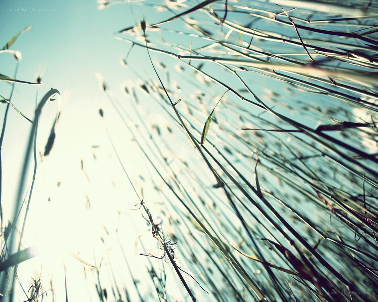 Grass stalks in sunlight