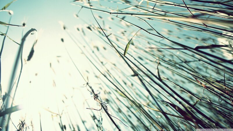 Grass Stalks in Sunlight — Blue