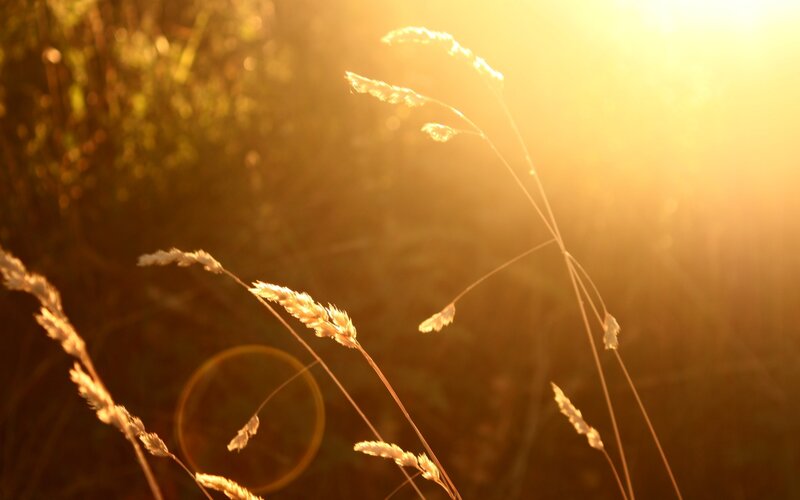 Grass Stalks in Sunlight — Gold, Serene, Sunset