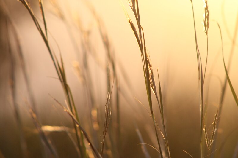 Grass Stalks in Sunlight — Gold, Serene
