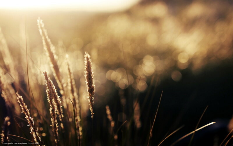 Grass Stalks in Sunlight — Gold