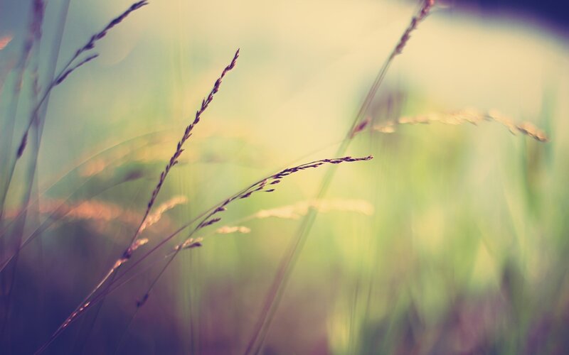 Grass Stalks in Sunlight — Green, Serene, Afternoon