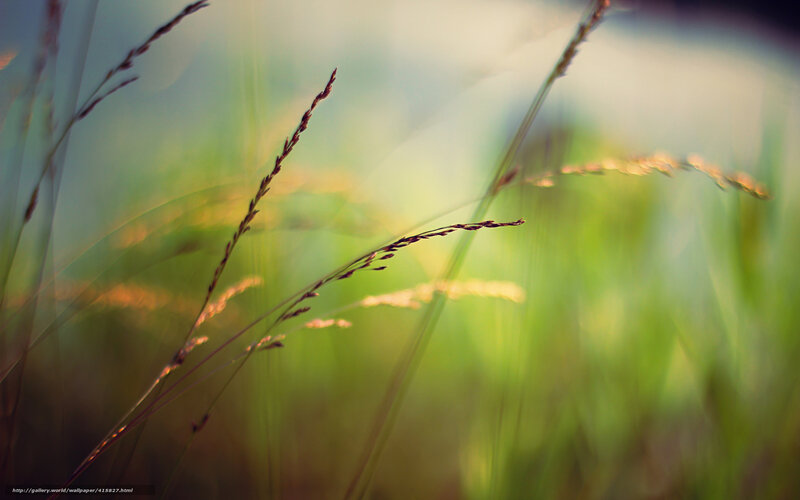 Grass Stalks in Sunlight — Green, Serene, Sunset