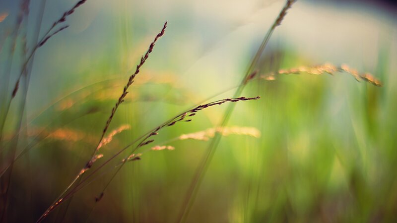 Grass Stalks in Sunlight — Green, Serene