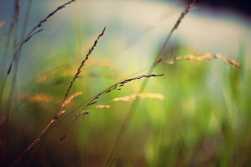 Grass Stalks in Sunlight — Green
