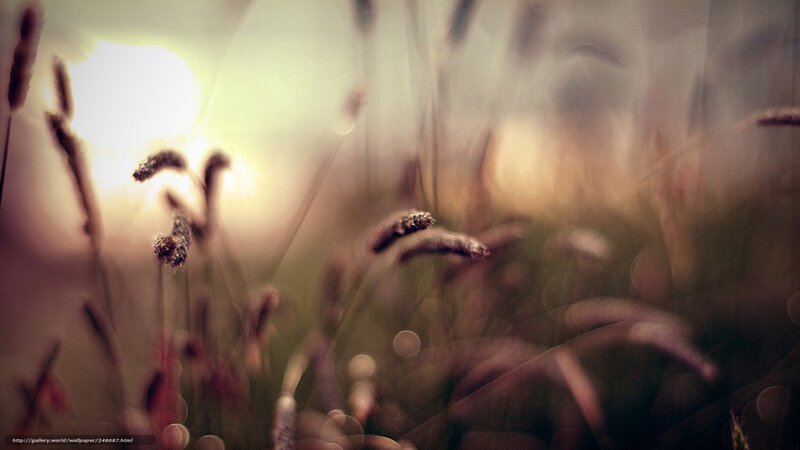 Grass Stalks in Sunlight — Yellow