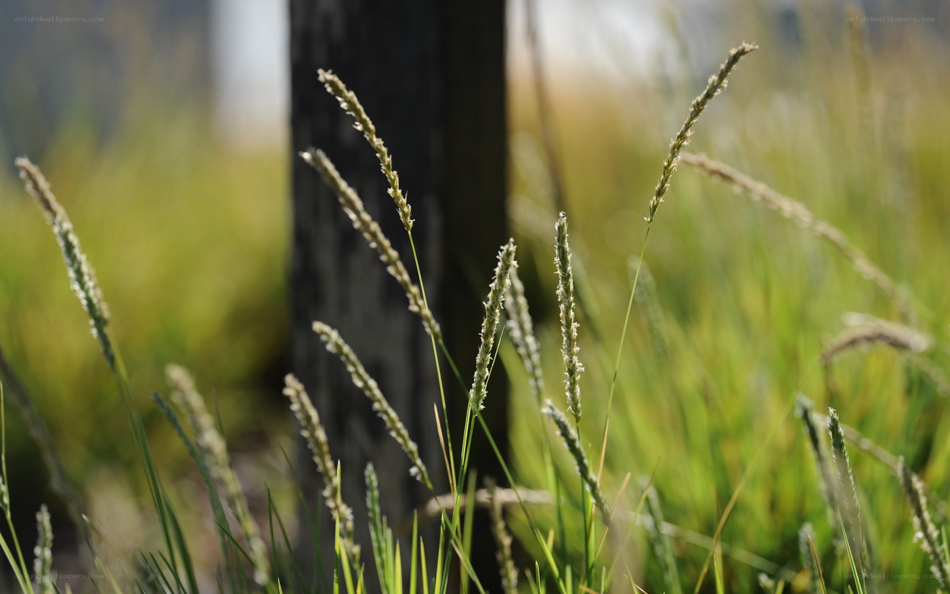 Grass stalks in sunlight