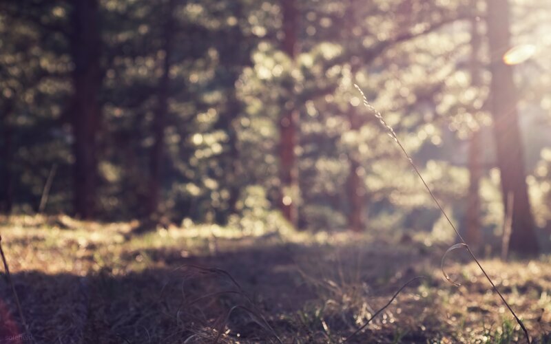 Grass Stem in Forest