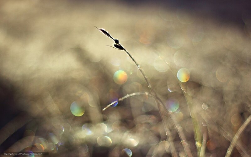 Grass stem with bokeh lights
