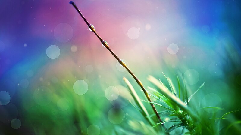 Grass Stem with Dew Drops — Green, Serene, Morning