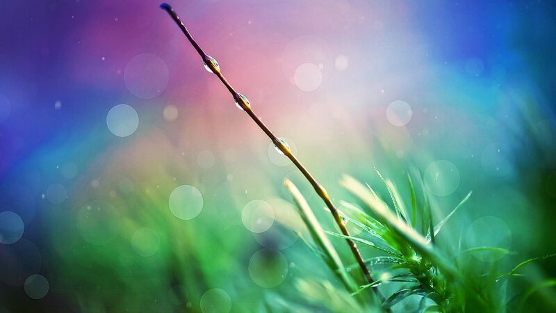 Grass Stem with Dew Drops — Green, Serene