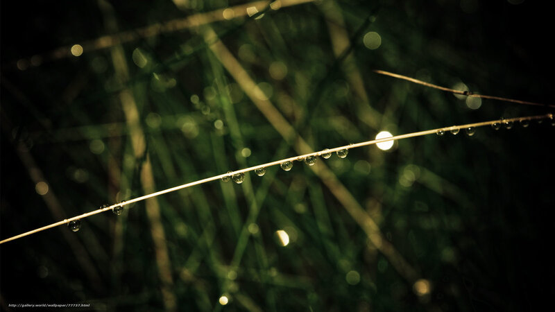 Grass Stem with Dew Drops — Green