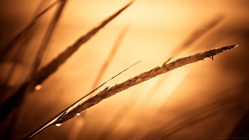 Grass stem with dew drops