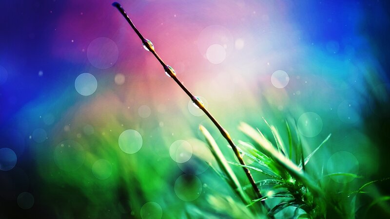 Grass Stem with Dewdrops