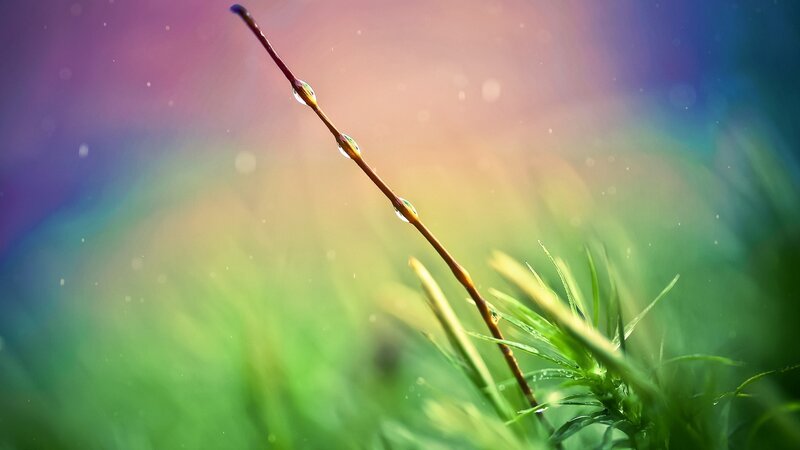 Grass Stem with Water Droplets — Green, Serene