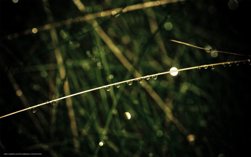 Grass Stem with Water Droplets — Green