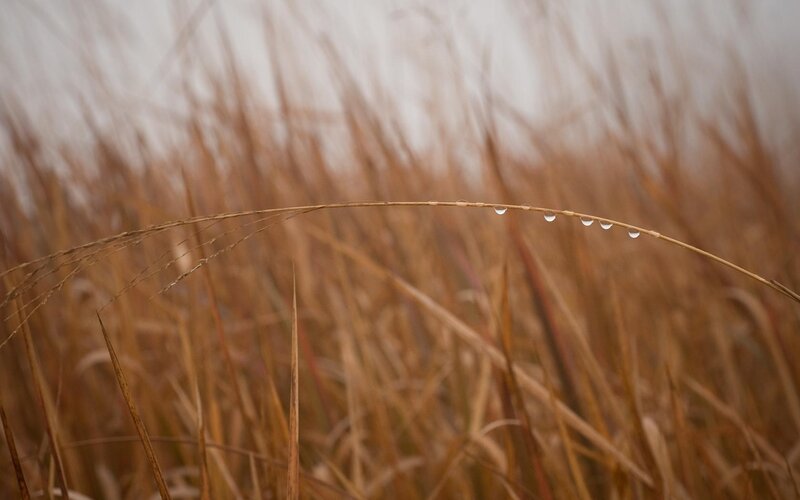 Grass Stem with Water Droplets