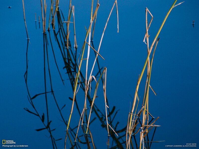Grass stems in blue water