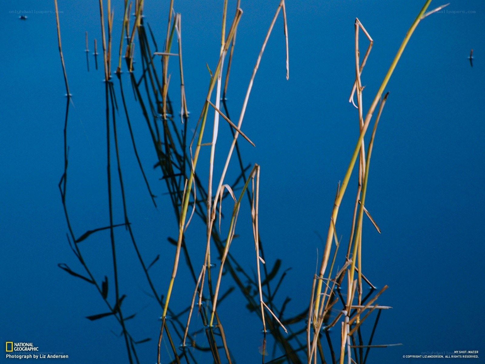 Grass stems in blue water