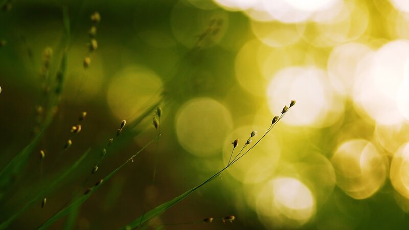 Grass Stems in Sunlight — Green, Serene