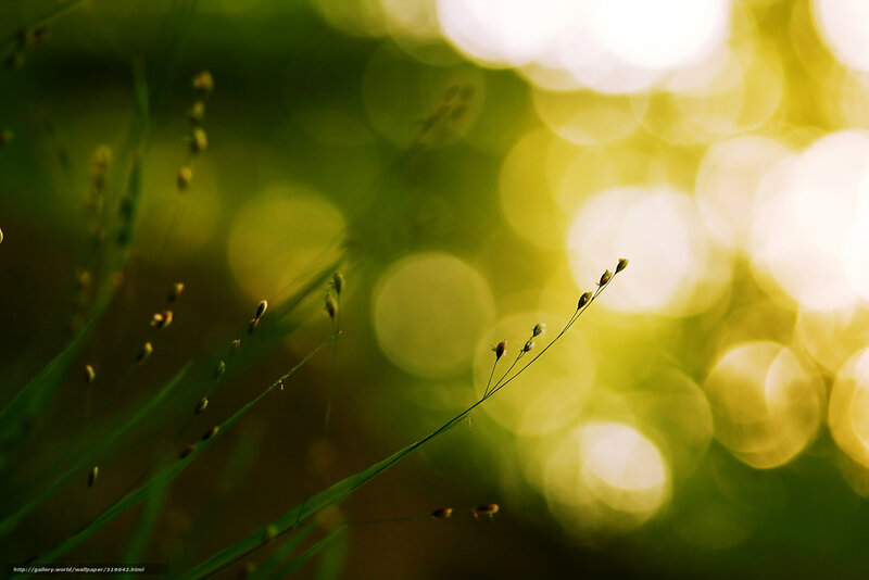 Grass Stems in Sunlight