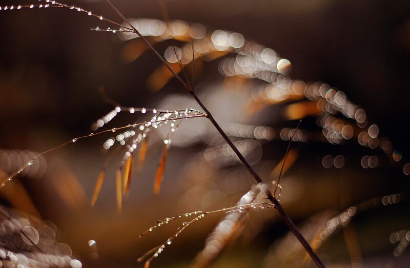 Grass Stems with Dew — Brown