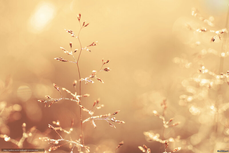 Grass Stems with Dew