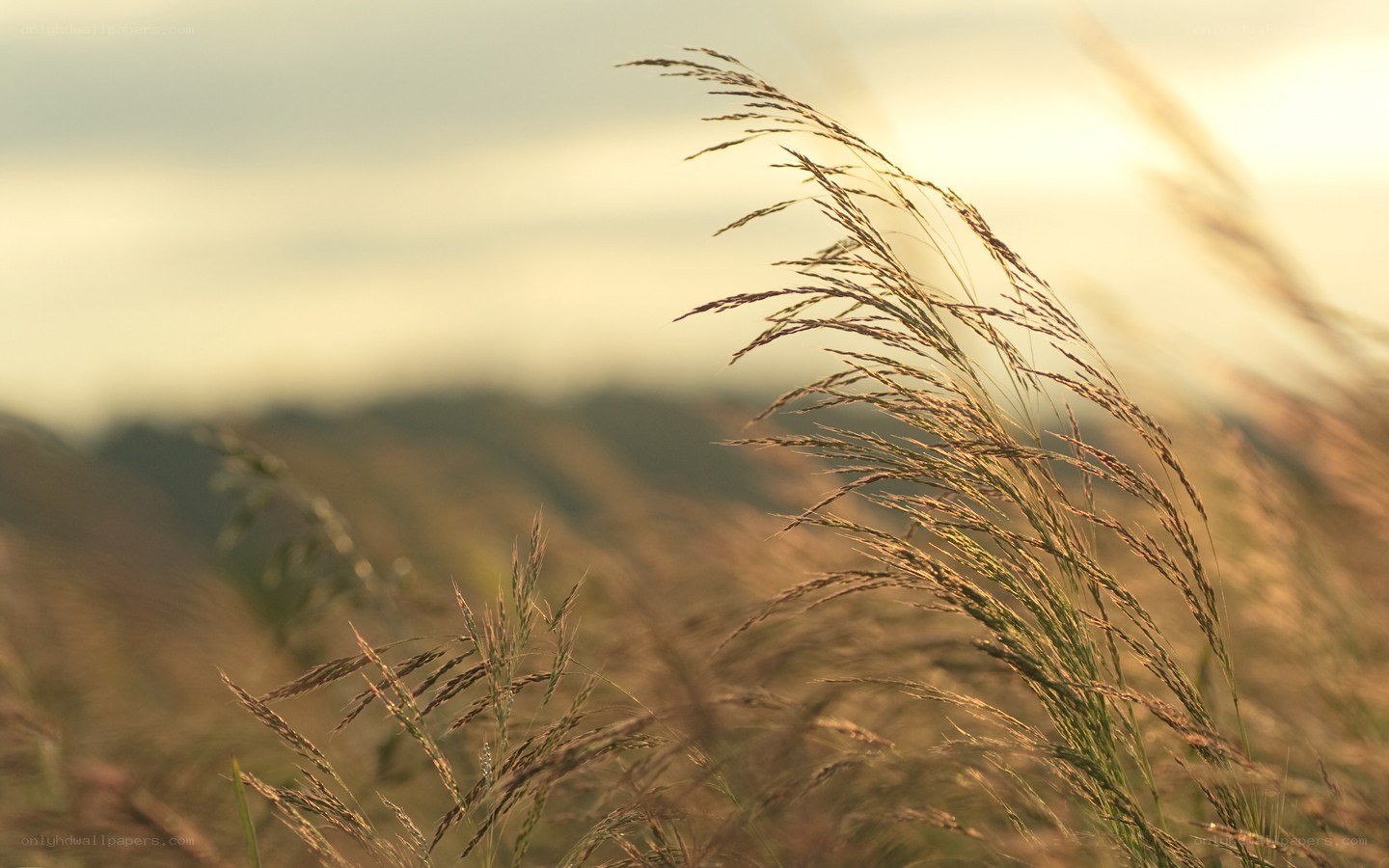 Grass swaying in golden light