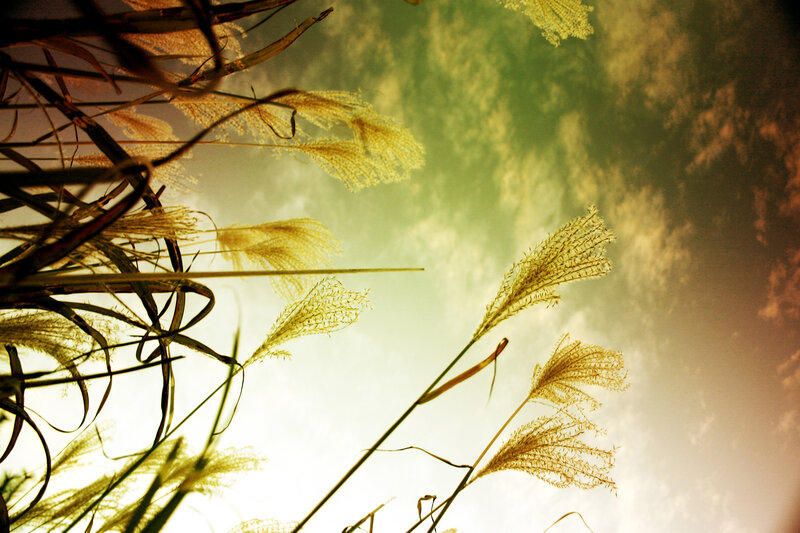 Grass swaying in golden light