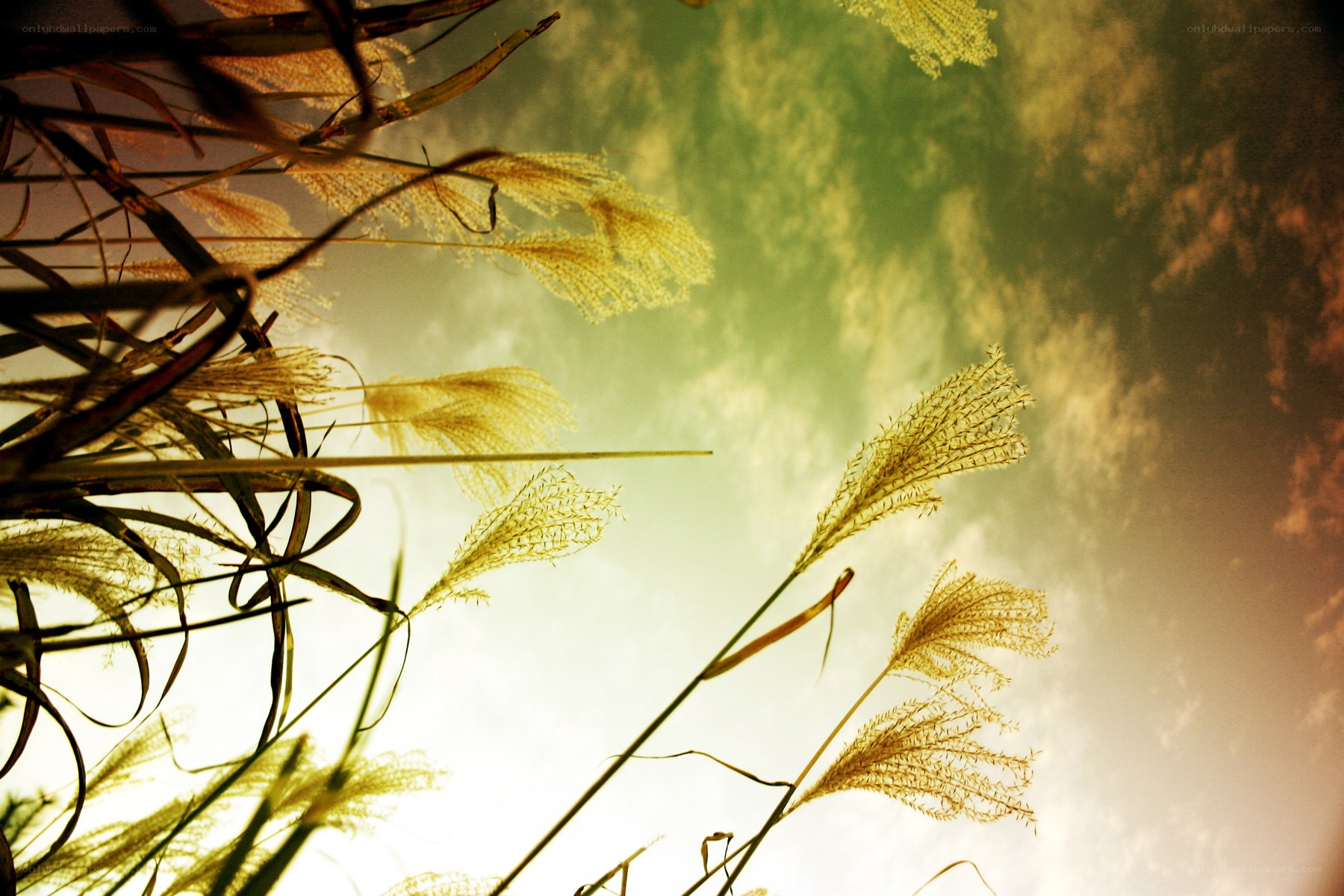 Grass swaying in golden light