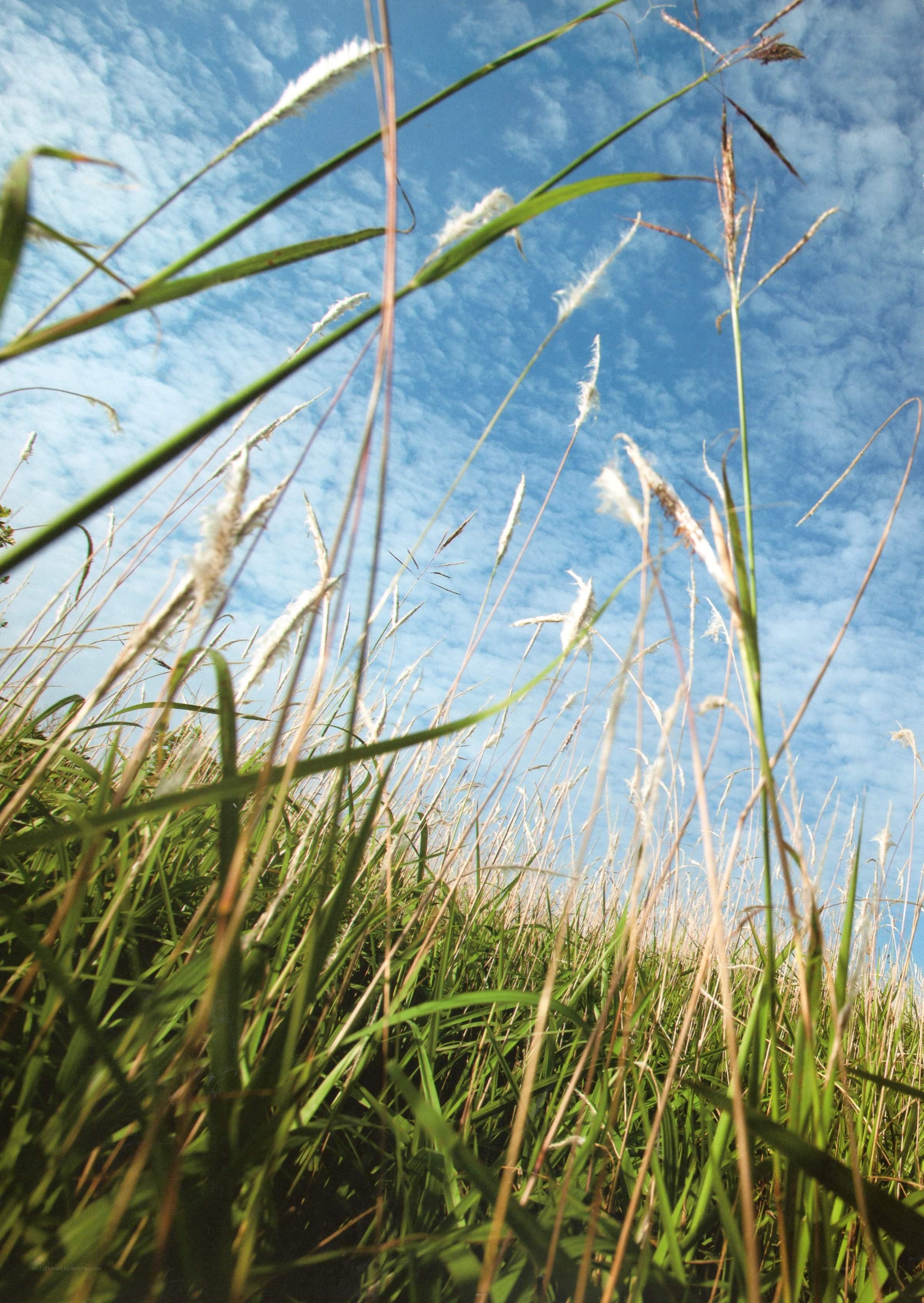 Grass swaying in the breeze