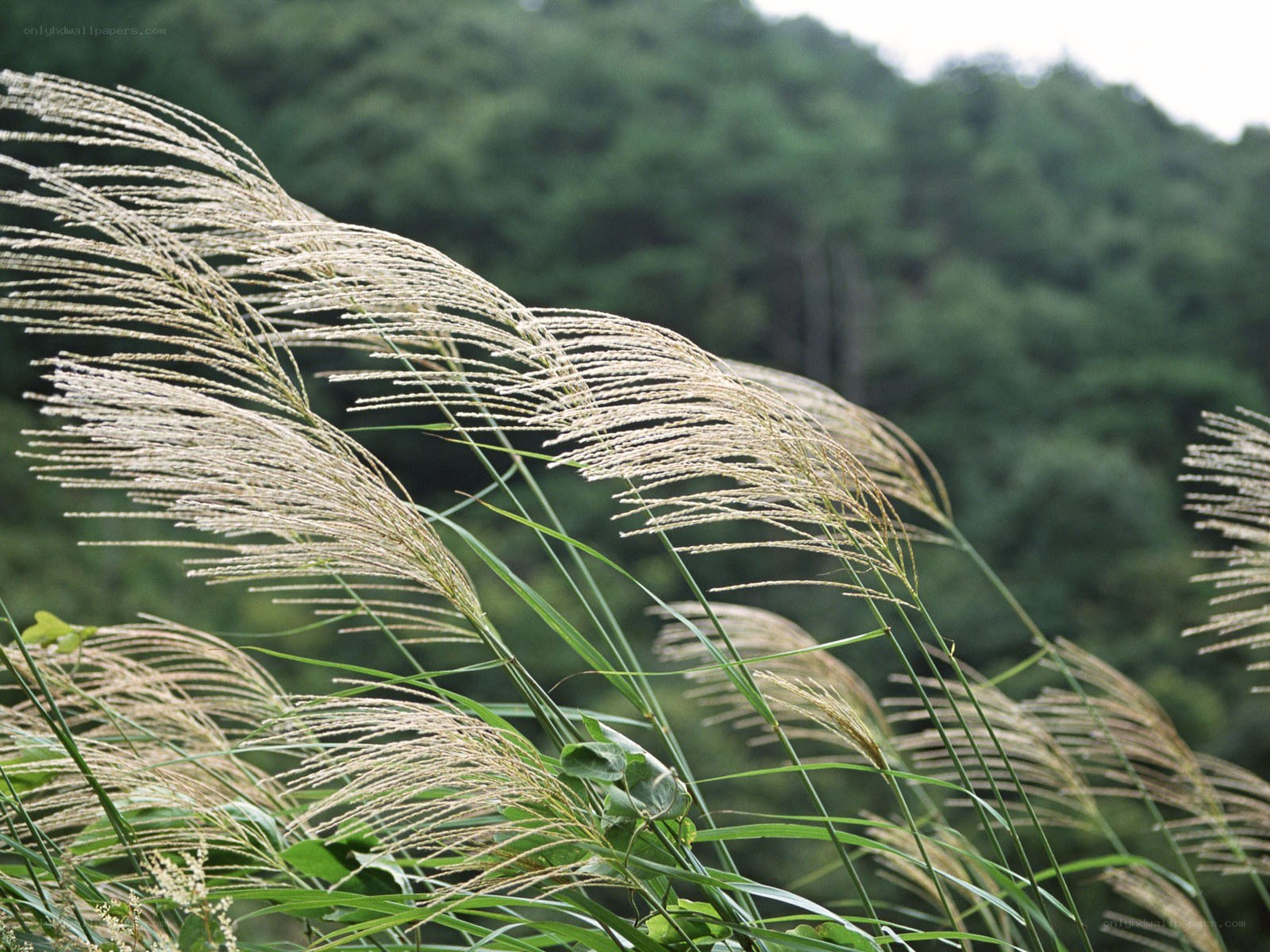 Grass swaying in the wind