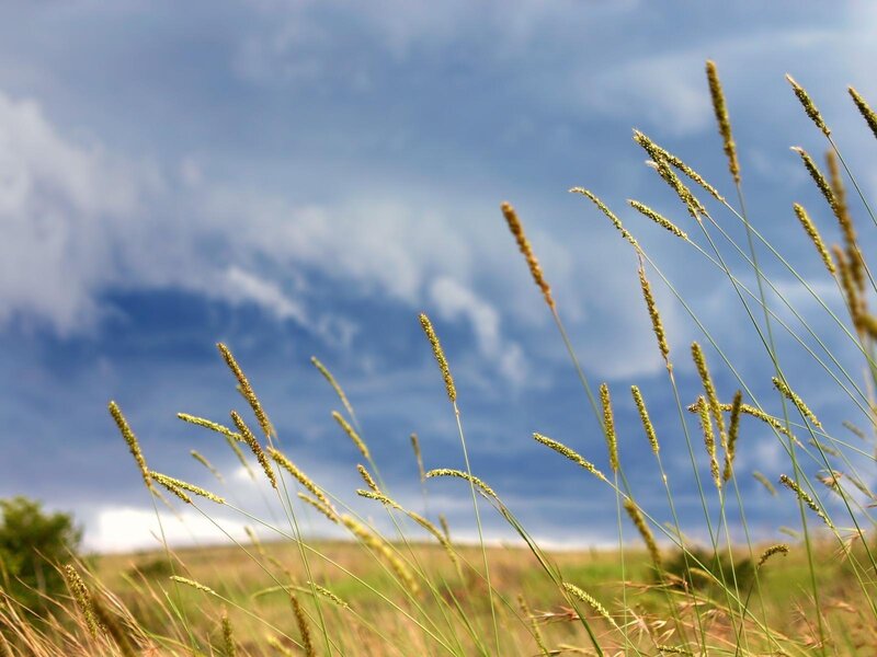 Grass swaying in the wind