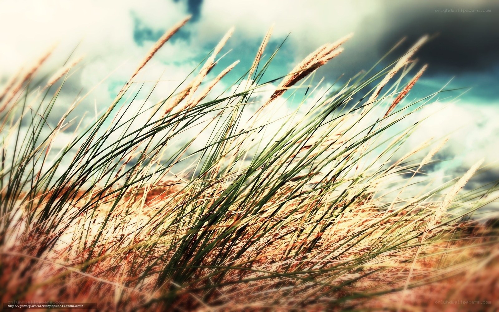 Grass swaying in the wind
