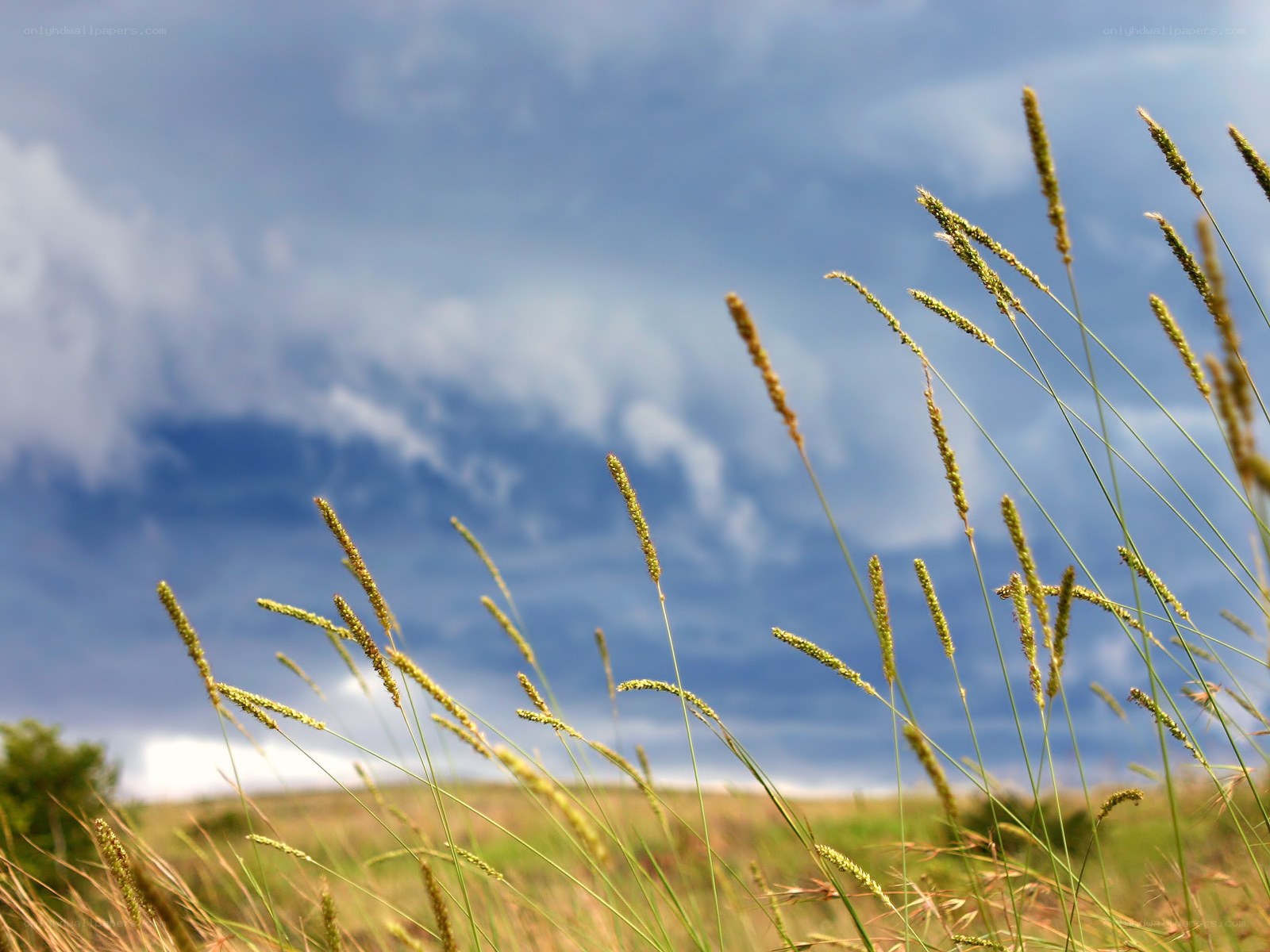 Grass swaying in the wind