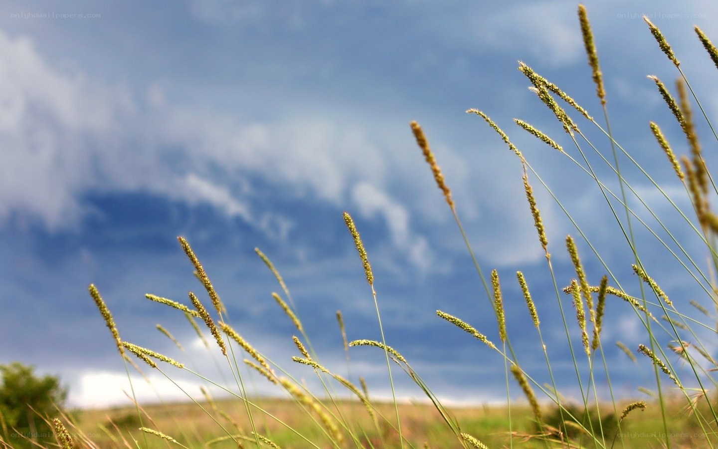 Grass swaying in the wind