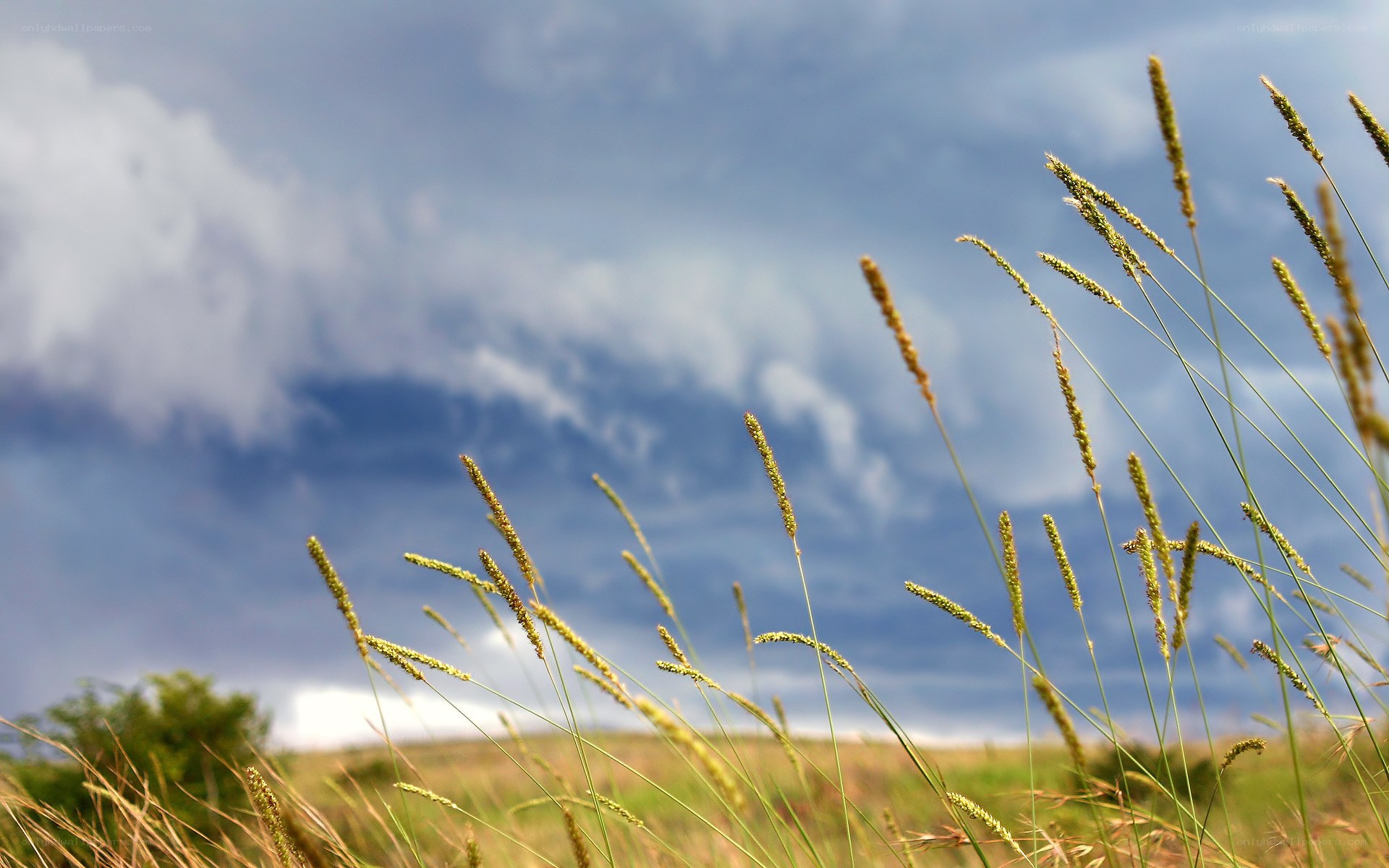 Grass swaying in the wind