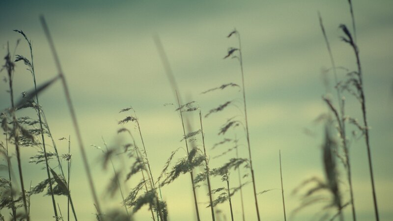 Grass swaying in the wind