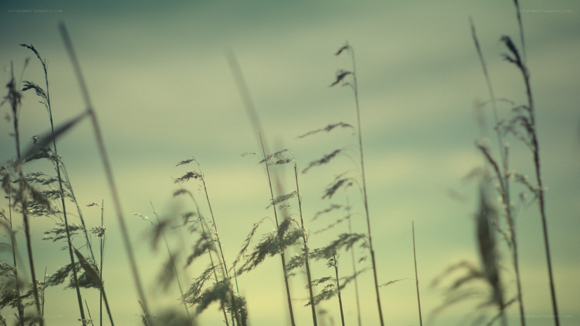 Grass swaying in the wind