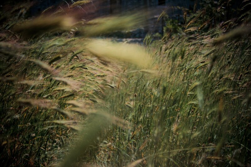 Grass swaying in the wind