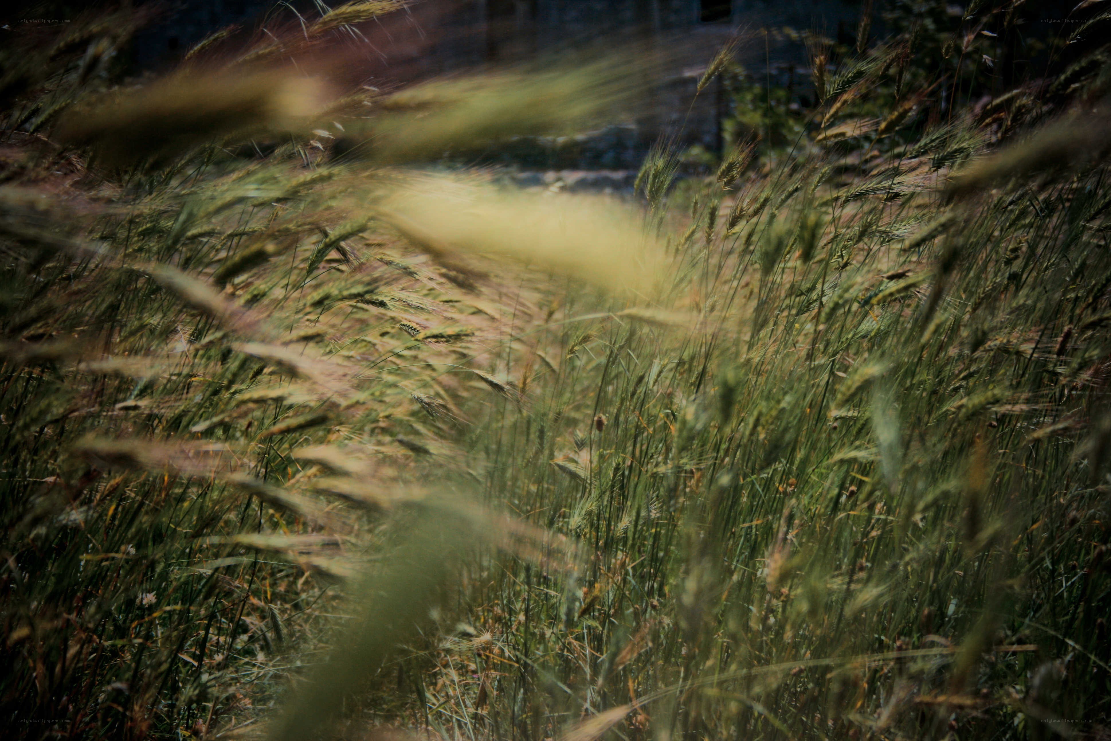 Grass swaying in the wind