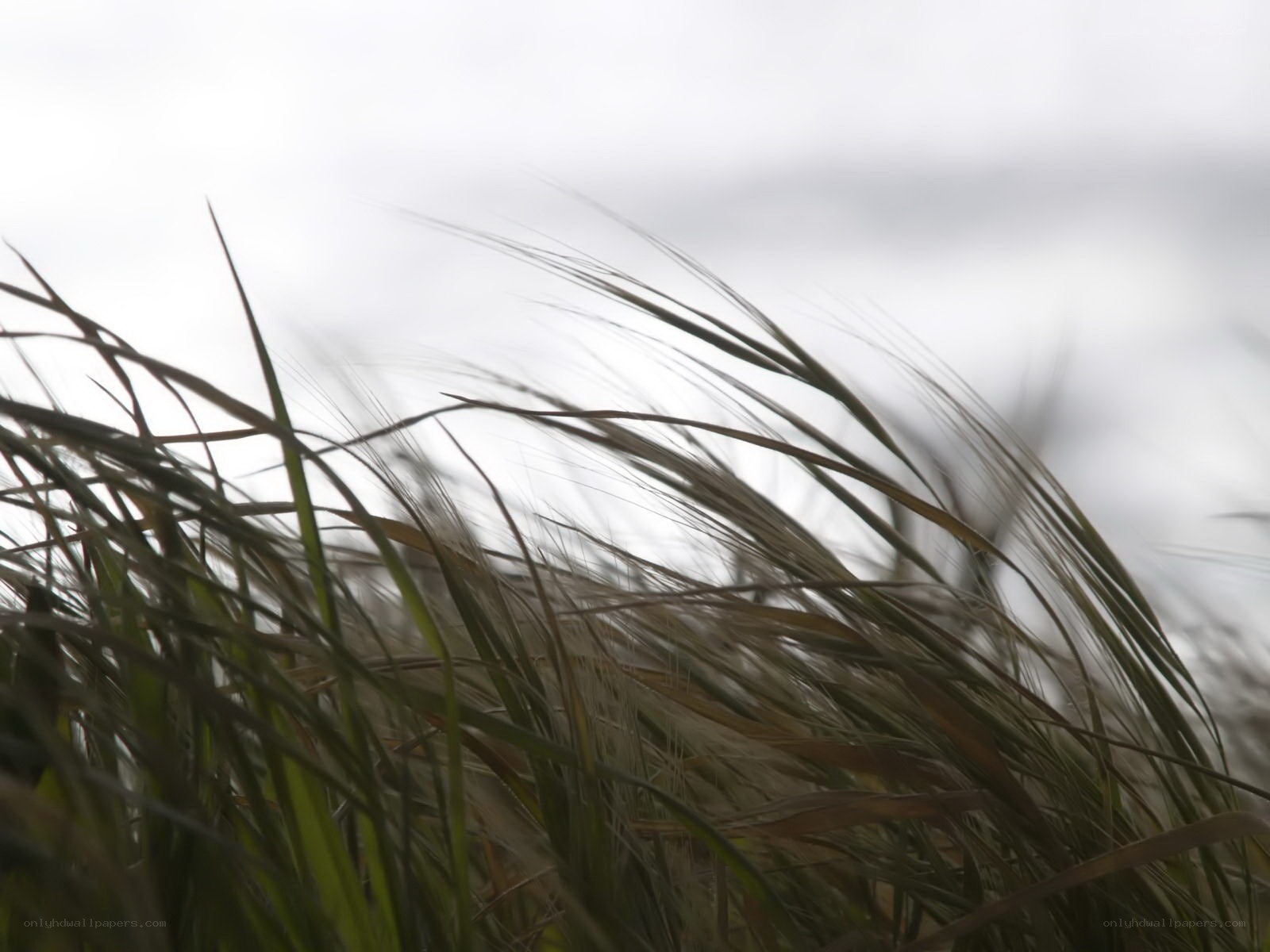 Grass swaying in the wind