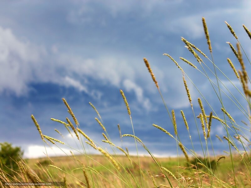 Grass swaying in the wind