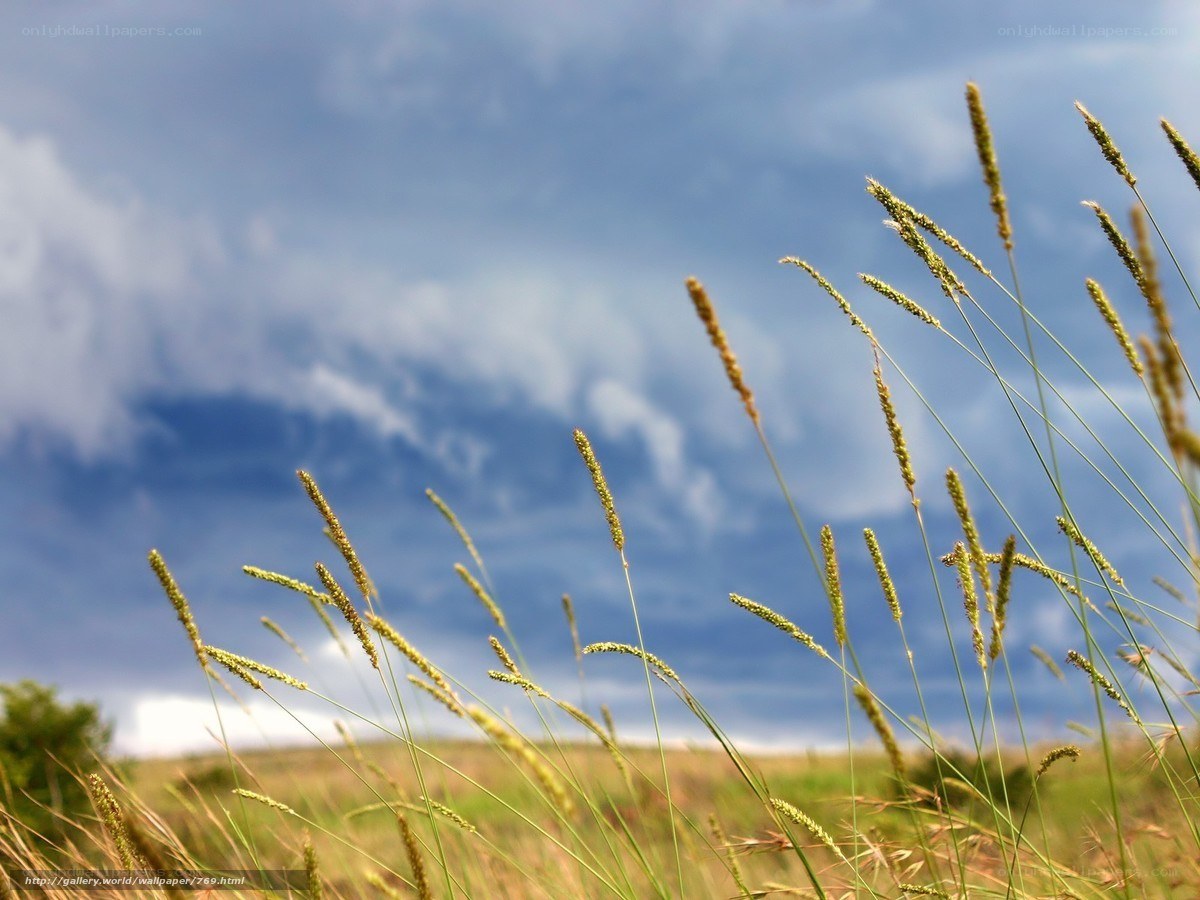 Grass swaying in the wind