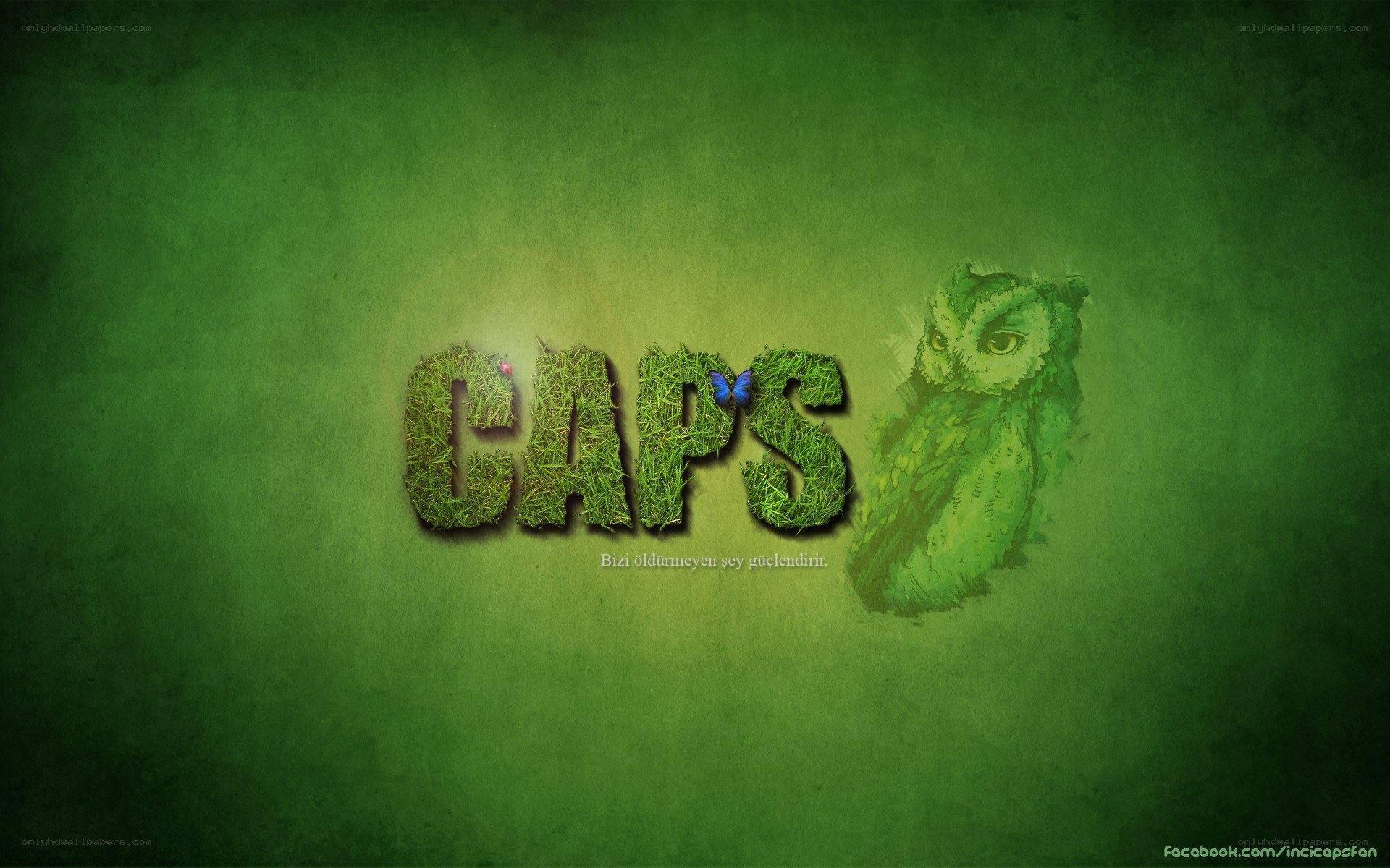 Grass-textured CAPS with owl