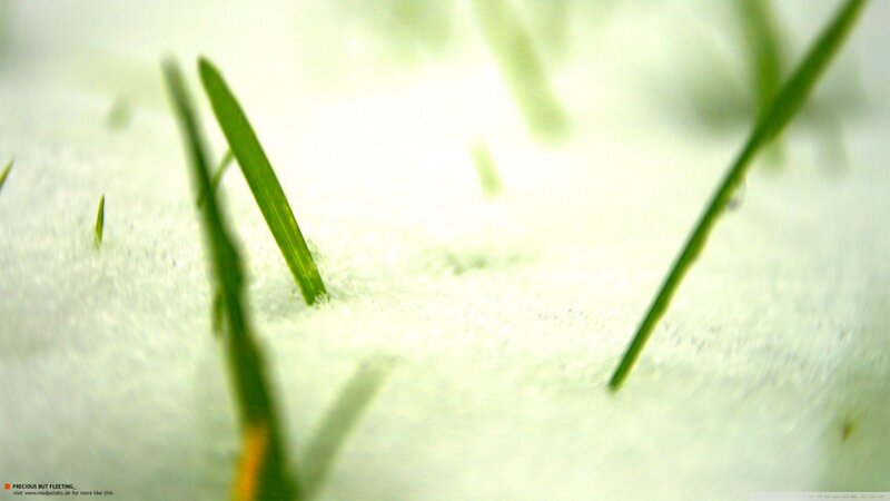 Grass Through Snow — Green