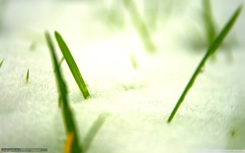 grass through snow