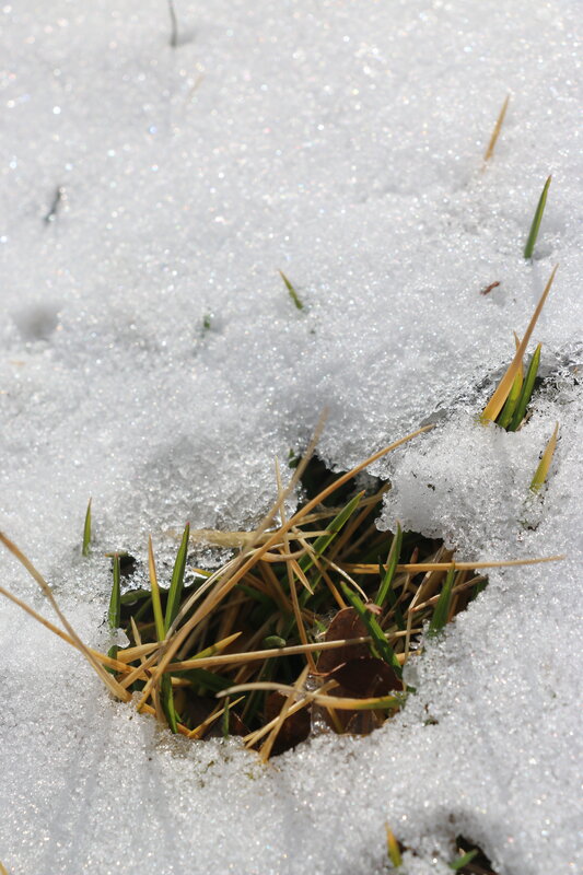 Grass Through Snow — White, Calm