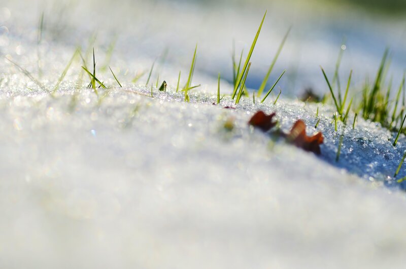 Grass Through Snow — White, Serene, Spring